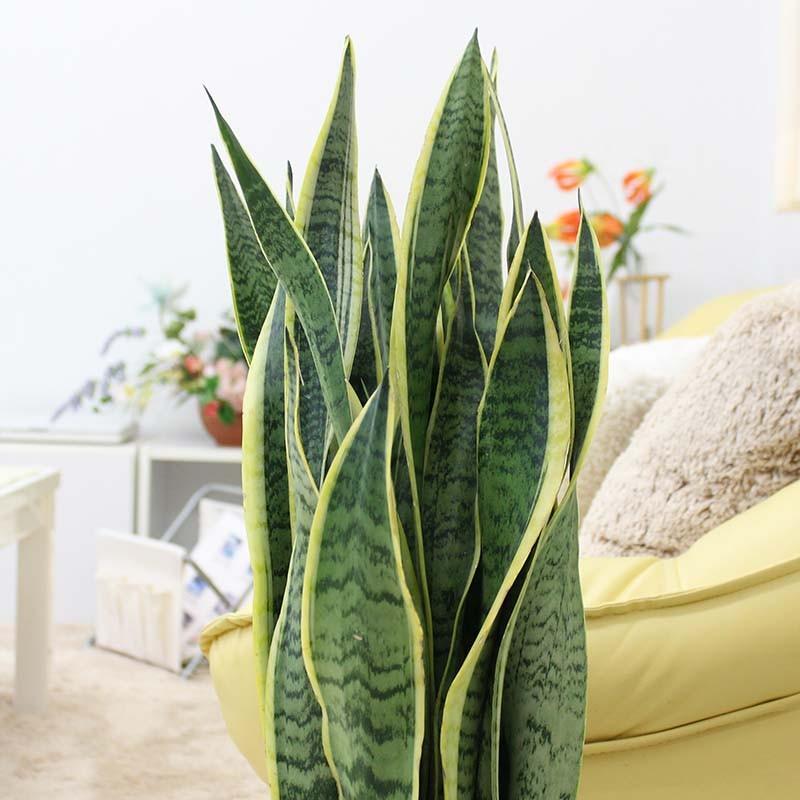 観葉植物 空気を浄化するといわれているサンスベリア 7号 選べる