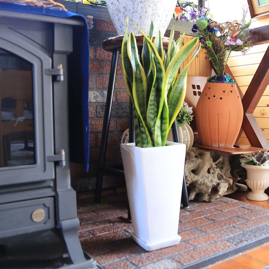 観葉植物 空気を浄化するといわれているサンスベリアのホワイト陶器鉢 6号 ストレート 土の表面 最大56 オフ 6号