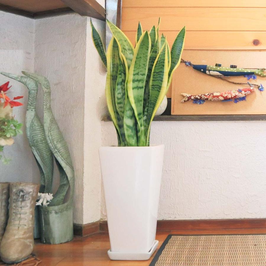 観葉植物 空気を浄化するといわれているサンスベリアのホワイト陶器鉢 6号 ストレート 土の表面 最大56 オフ 6号