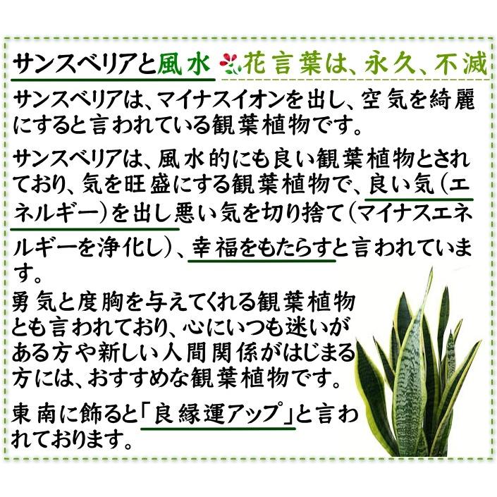 観葉植物　空気を浄化するといわれているサンスベリアのホワイト陶器鉢 7号 ストレート 土の表面：竹炭タイプ 送料無料｜bloom-s｜09