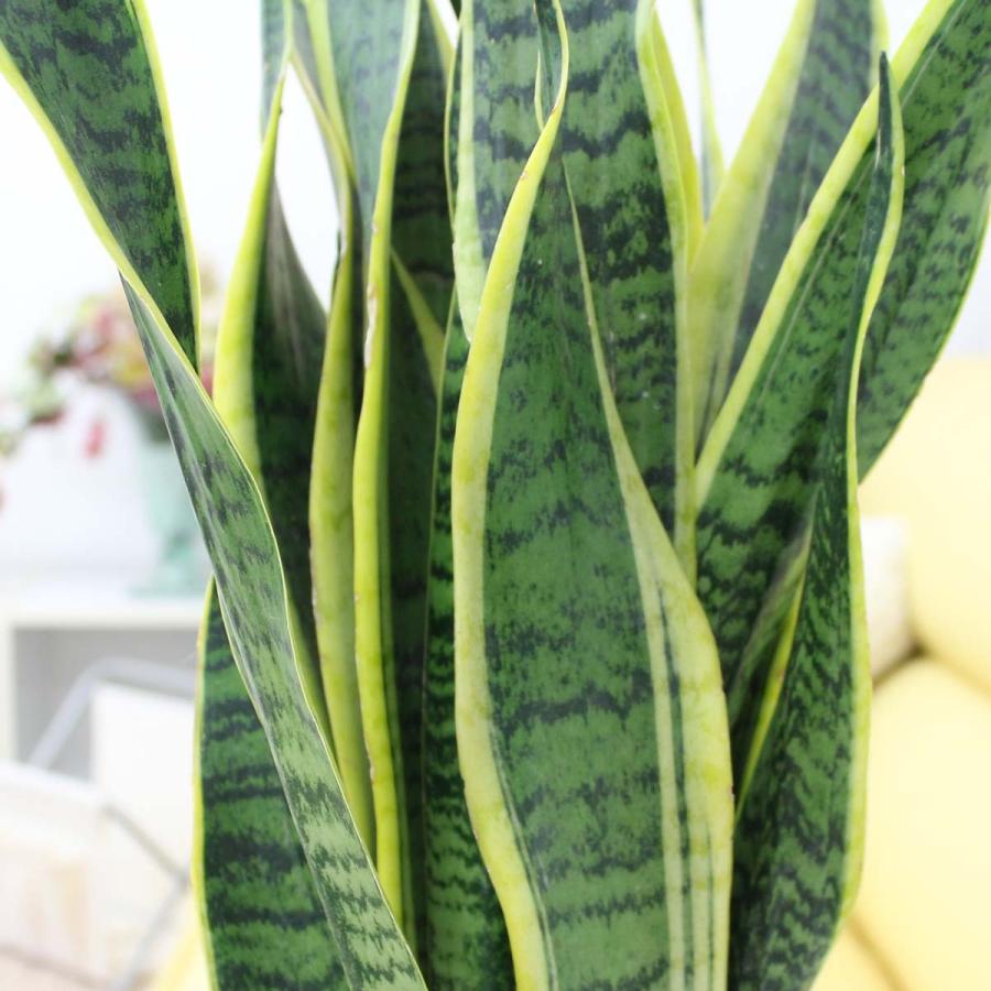 観葉植物 空気を浄化の大きめサンスベリア 7号 ホワイトスクエア陶器鉢