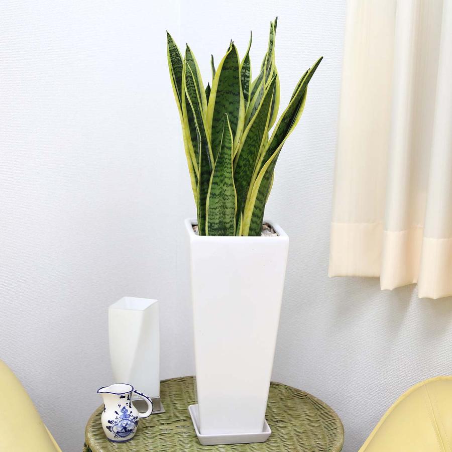 値引きする 観葉植物 空気を浄化の大きめサンスベリア 7号 選べるスクエア陶器鉢 Zタイプ 上質で快適 Www Tiebreak Fr