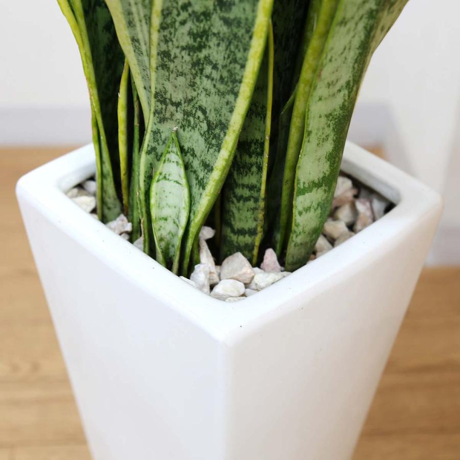 サンスベリア 大きめの観葉植物 白鉢 観葉植物 空気を浄化の大きめサンスベリア 7号 ホワイトスクエア陶器鉢