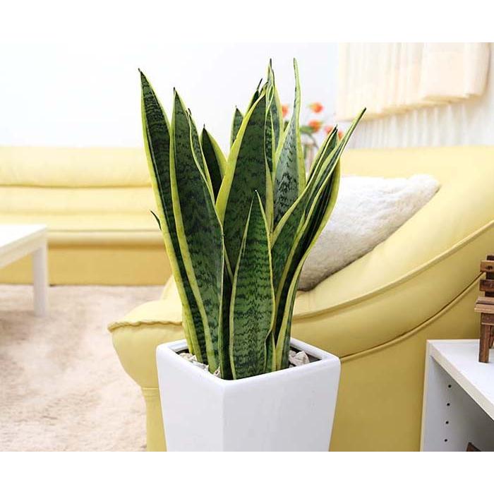 値引きする 観葉植物 空気を浄化の大きめサンスベリア 7号 選べるスクエア陶器鉢 Zタイプ 上質で快適 Www Tiebreak Fr