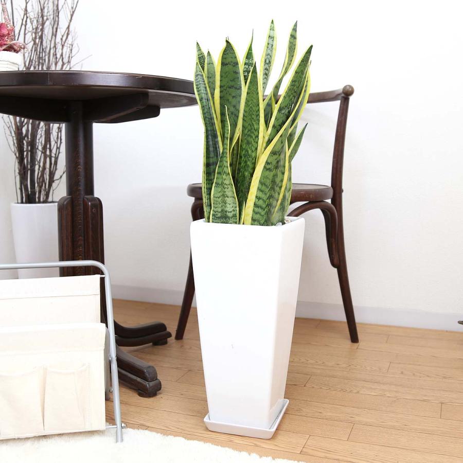 値引きする 観葉植物 空気を浄化の大きめサンスベリア 7号 選べるスクエア陶器鉢 Zタイプ 上質で快適 Www Tiebreak Fr