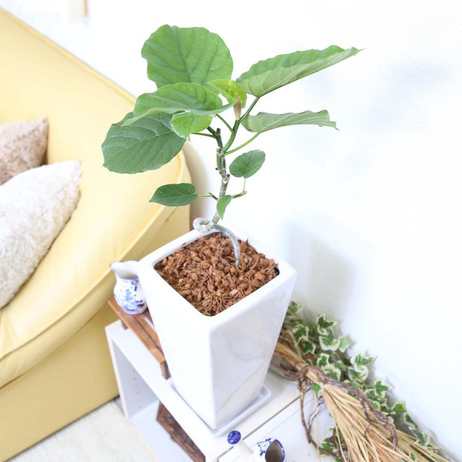 スパイラル仕立てのウンベラータ 7号 ホワイトスクエア陶器鉢 ストレート 土の表面：ウッドチップ