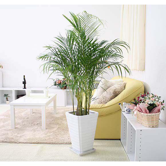 観葉植物　空気もきれいにすると言われているアレカヤシ 8号+スクエア陶器鉢 Ｇタイプ　送料無料