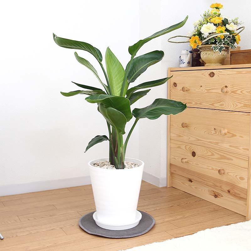 観葉植物 南国のやさしさ伝わるストレリチア（ストレチア