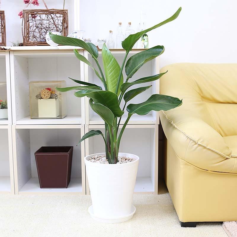 観葉植物 南国のやさしさ伝わるストレリチア（ストレチア
