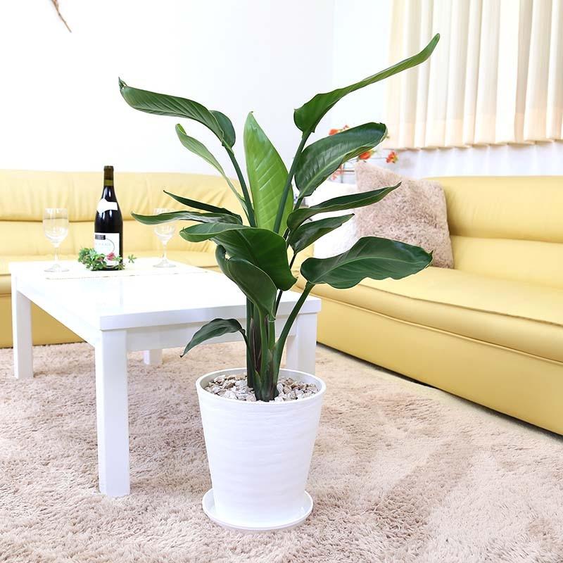 観葉植物 南国のやさしさ伝わるストレリチア（ストレチア