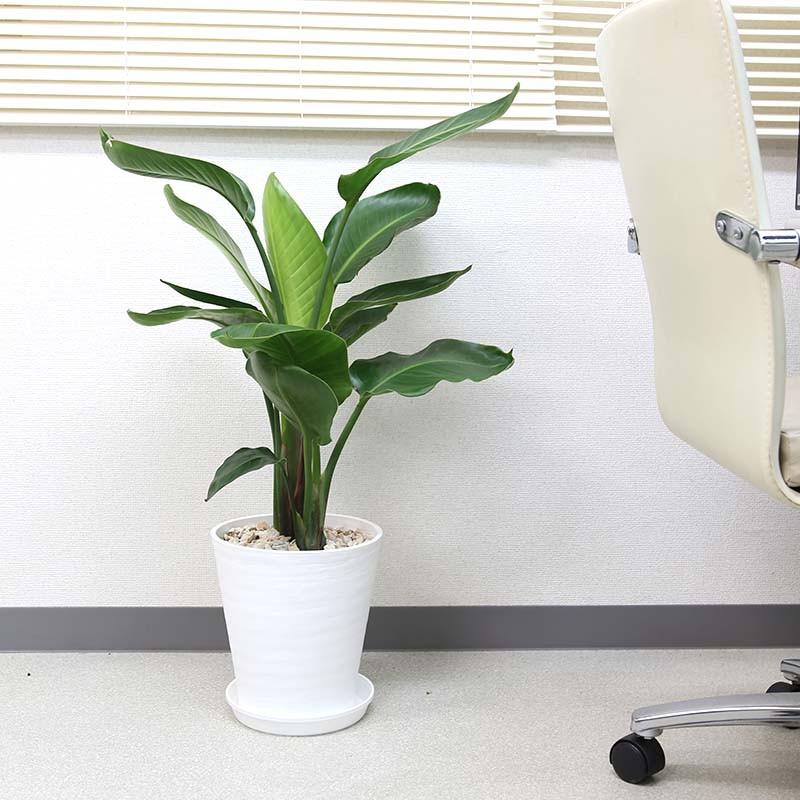 観葉植物 南国のやさしさ伝わるストレリチア（ストレチア