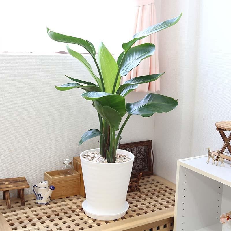 観葉植物 南国のやさしさ伝わるストレリチア（ストレチア