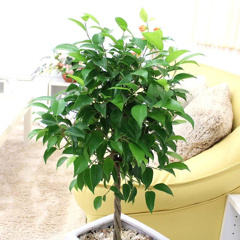 観葉植物 ベンジャミン トピアリー 8号 ホワイトスクエア陶器鉢 送料無料 G8 Benzyasw ブルーミングスケープ 通販 Yahoo ショッピング