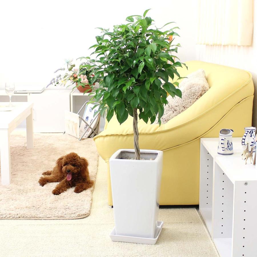 観葉植物 ベンジャミン トピアリー 8号 ホワイトスクエア陶器鉢 送料無料 G8 Benzyasw ブルーミングスケープ 通販 Yahoo ショッピング