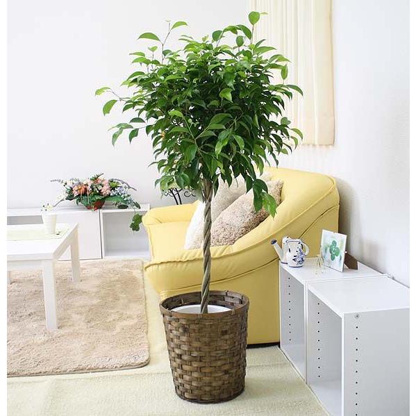 観葉植物 ベンジャミン トピアリー 8号鉢 バスケット鉢カバー 送料無料 G8 Benzyat1r ブルーミングスケープ 通販 Yahoo ショッピング