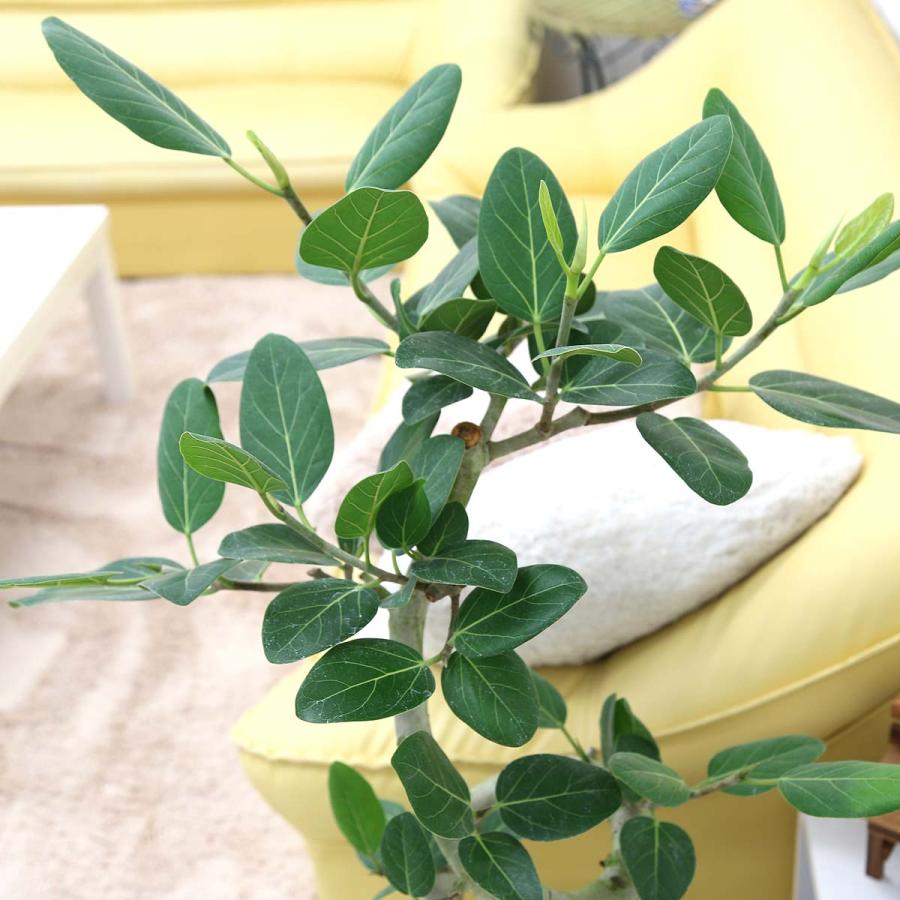 フィカス 観葉植物 スパイラル仕立て スパイラル仕立てのフィカス ベンガレンシス（ベルガルゴム）の