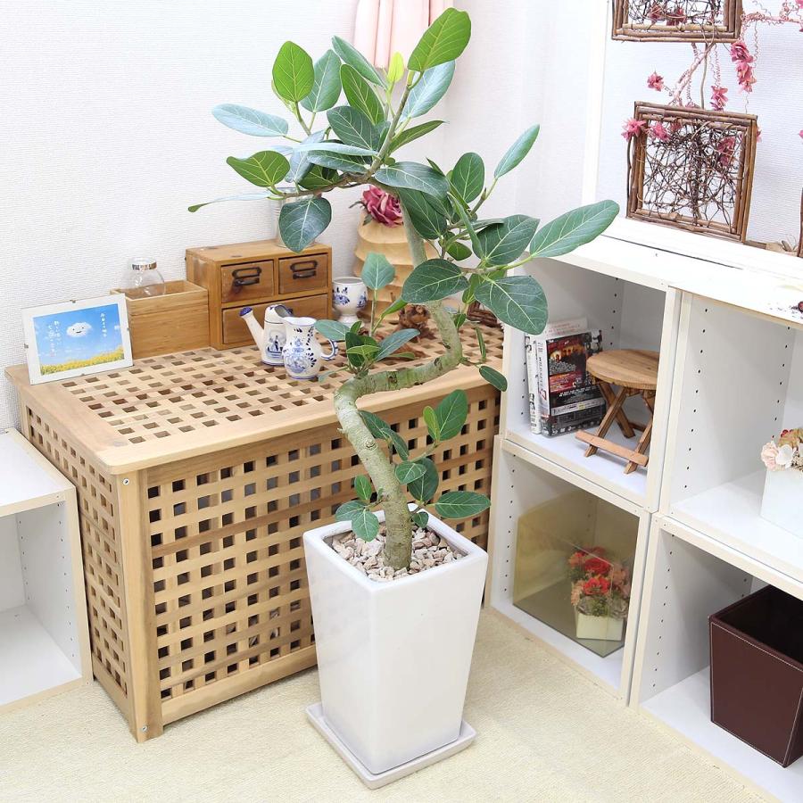 スパイラル仕立てのフィカス ベンガレンシス（ベルガルゴム）の