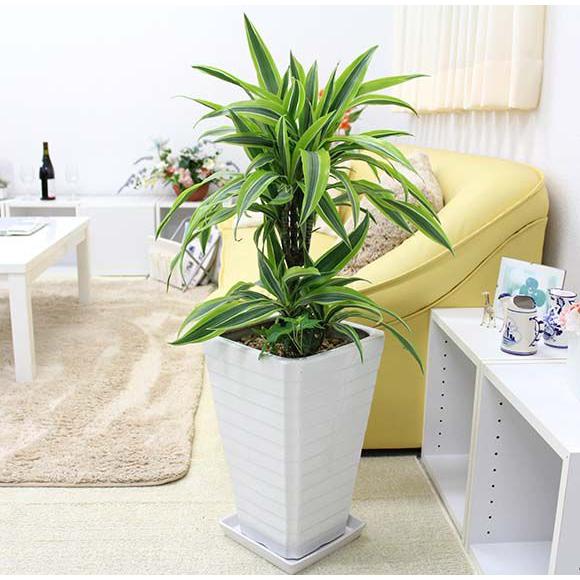 肌触りがいい 観葉植物 ドラセナ デレメンシス レモンライム スクエアホワイト陶器植え 7号 Gタイプ アイビー 寄せ植え 送料無料 国際ブランド Aleefsurgical Com