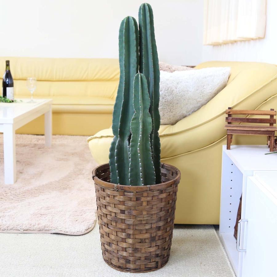 観葉植物 柱サボテン8号 バスケット鉢カバー 送料無料 G8 Hasira1 ブルーミングスケープ 通販 Yahoo ショッピング