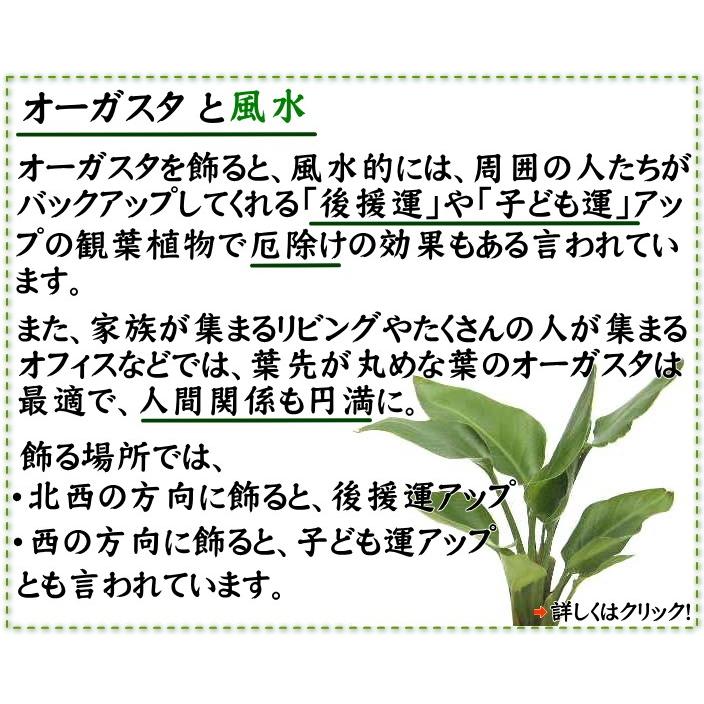 ストレリチア・オーガスタ 8号 「3株植え」 ホワイトスクエア陶器鉢