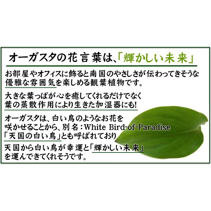 ストレリチア・オーガスタ 8号 「3株植え」 ホワイトスクエア陶器鉢