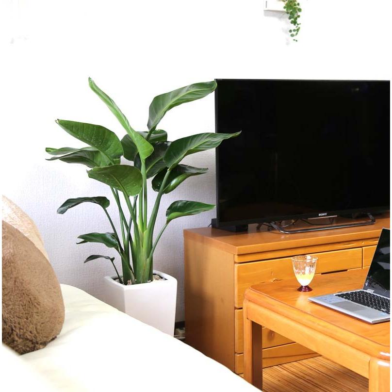 ストレリチア・オーガスタ 8号 「3株植え」 ホワイトスクエア陶器鉢