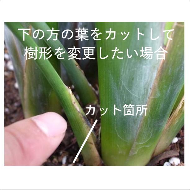 ストレリチア・オーガスタ 8号 「3株植え」 ホワイトスクエア陶器鉢