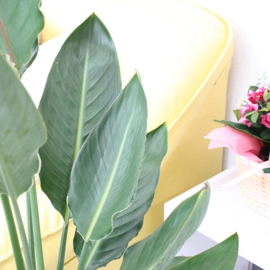 ストレリチア レギネ 2 ファイバー鉢 お皿付き ストレリチア レギネ 2 ファイバー鉢 お皿付き ストレリチア レギネ