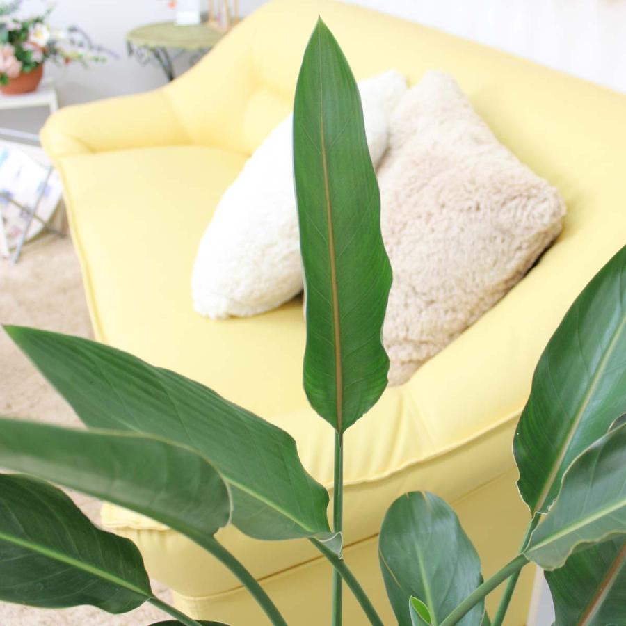 高い素材 観葉植物 ストレリチア ストレチア レギネ ８号 スクエアホワイト陶器鉢 Gタイプ 送料無料 人気特価激安 Www Tiebreak Fr