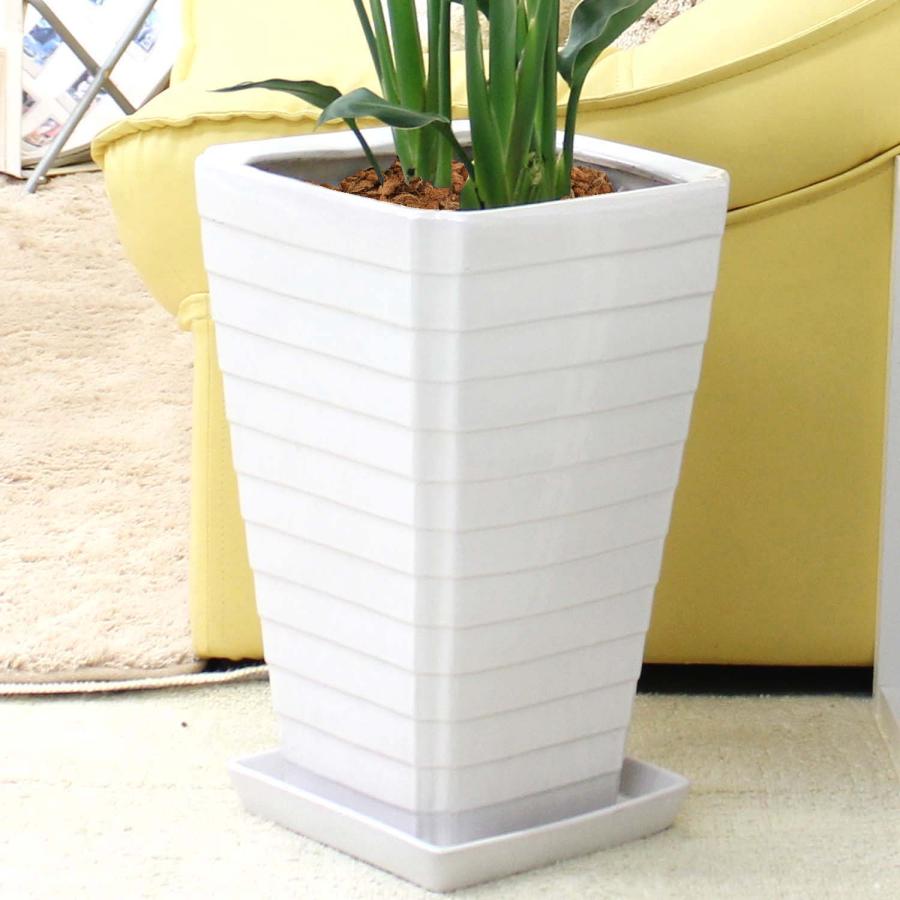 観葉植物 ストレリチア（ストレチア） レギネ 8号 スクエアホワイト