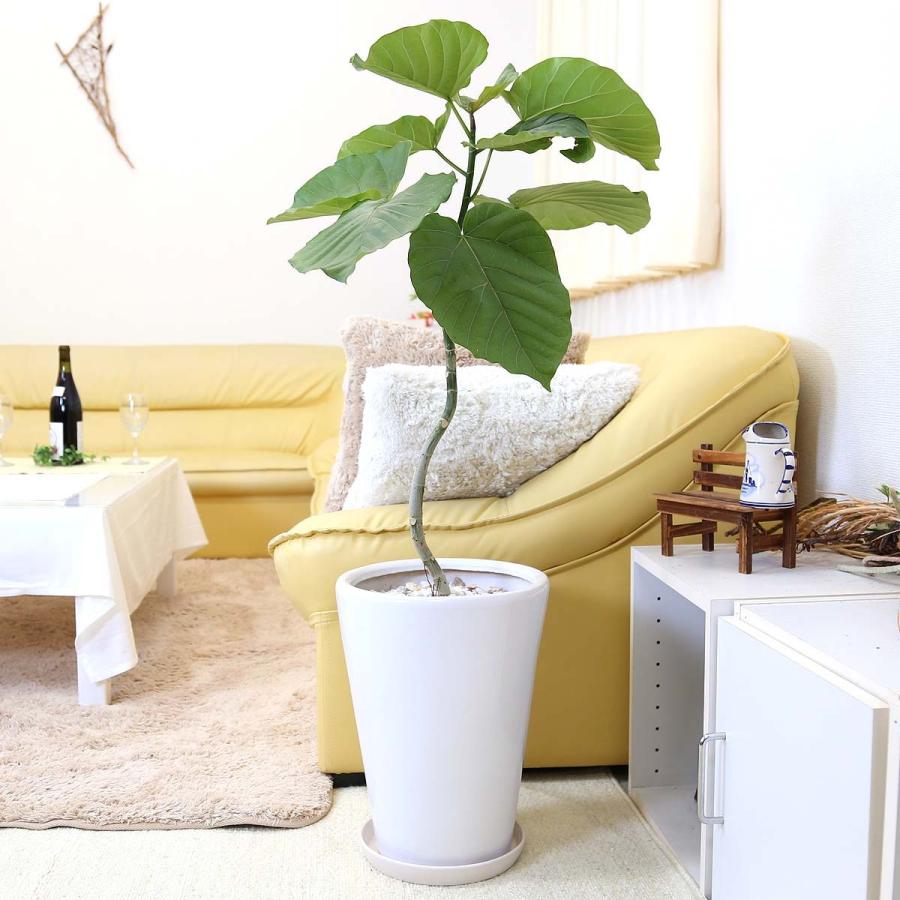 8774円 57 以上節約 観葉植物 ウンベラータ 8号 ホワイト陶器鉢 丸形 曲がり仕立て 陶器鉢をリニューアル