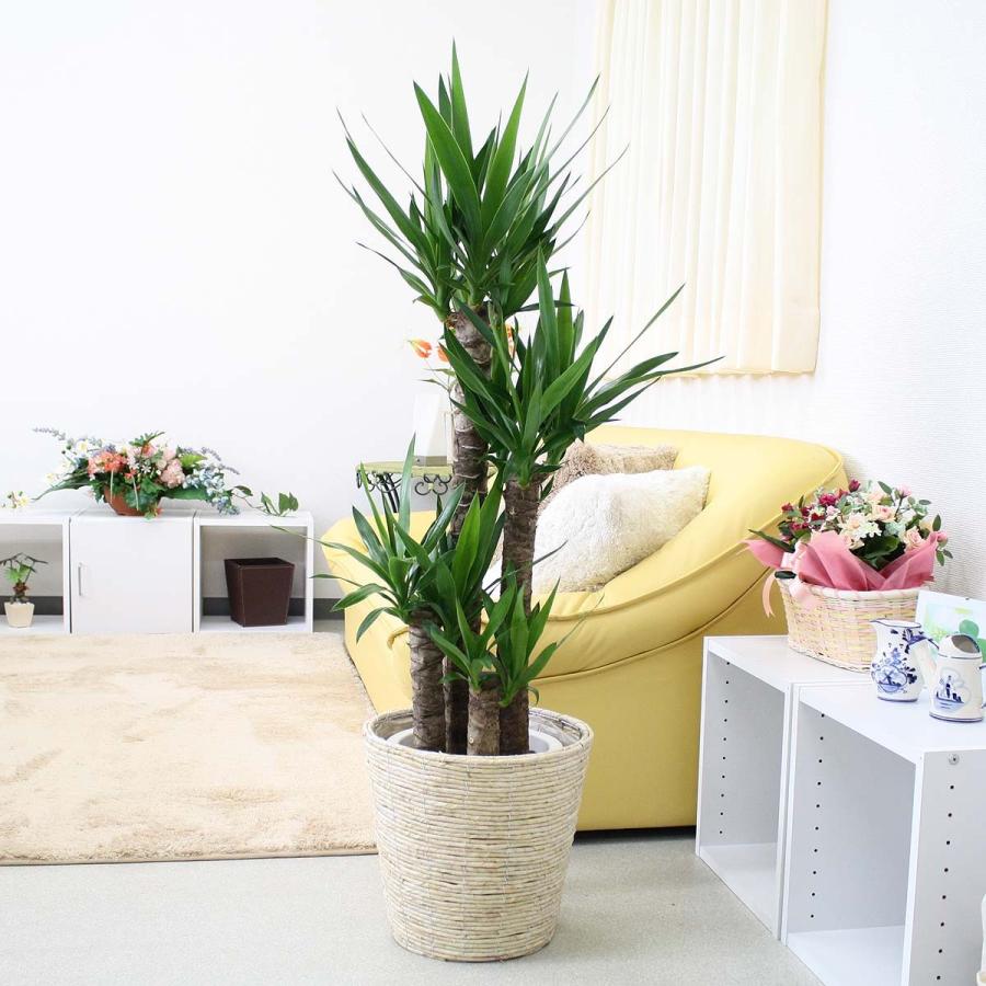 観葉植物　ユッカ（青年の木） 8号鉢＋ホワイトバスケット鉢カバー 土の表面はウッドチップ