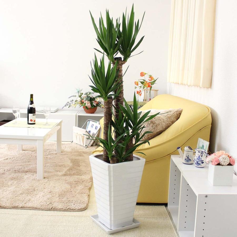 観葉植物　青年の木（ユッカ） 8号+ホワイトスクエア陶器鉢 Gタイプ 土の表面はウッドチップ 送料無料