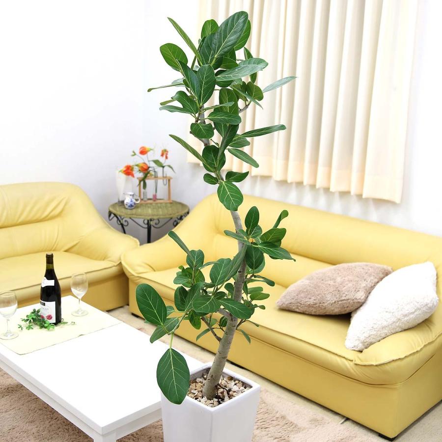 曲がり仕立てのフィカス ベンガレンシス 10号 選べるスクエア陶器鉢 Z