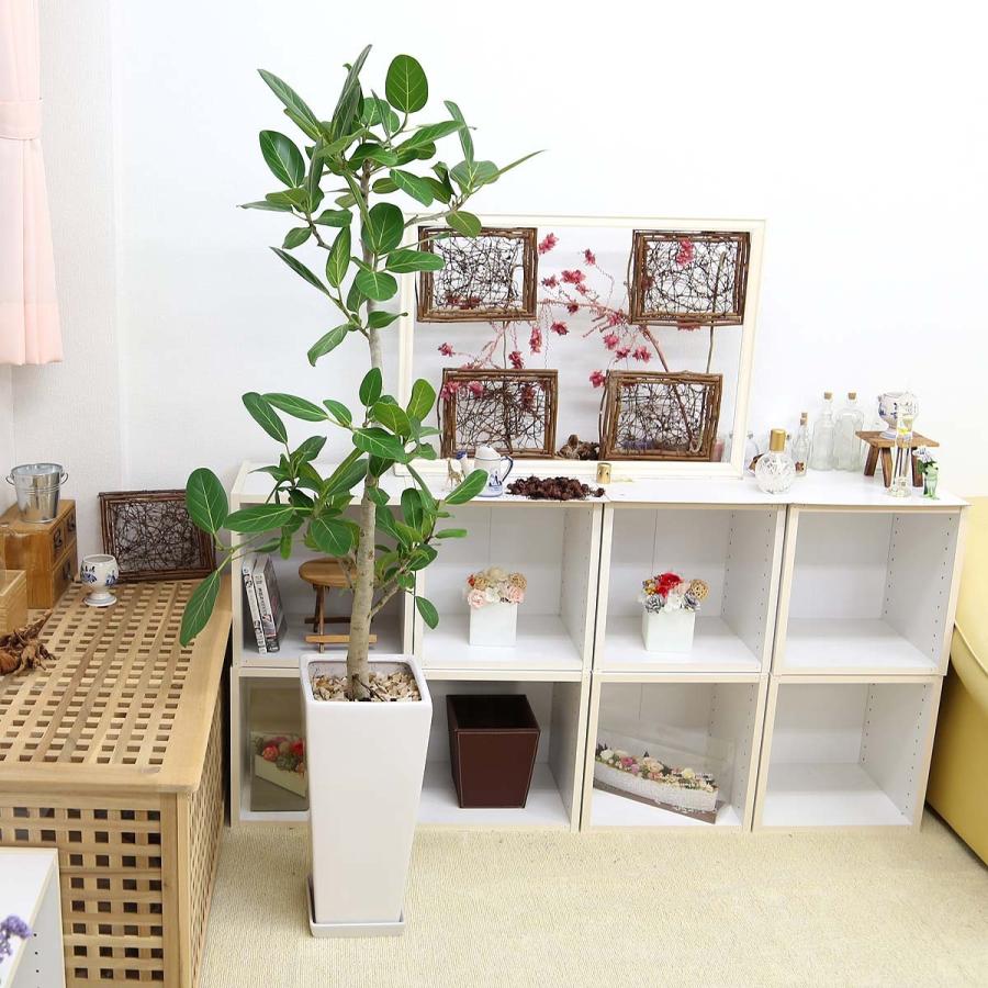 フィカス 観葉植物 四角鉢 曲がり仕立てのフィカス ベンガレンシス 10号 選べるスクエア陶器鉢 Z