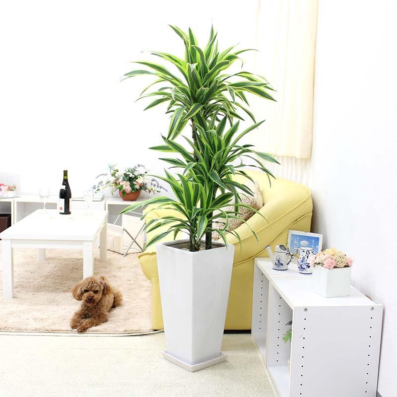 観葉植物 葉色も美しい ドラセナ デレメンシス レモンライム 9号 選べるスクエア陶器鉢 ｚタイプ 送料無料 G9 Lemonl ブルーミングスケープ 通販 Yahoo ショッピング