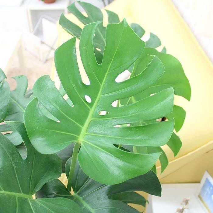 モンステラ 9号 ホワイトスクエア陶器鉢 Zタイプ＋陶器製のお皿