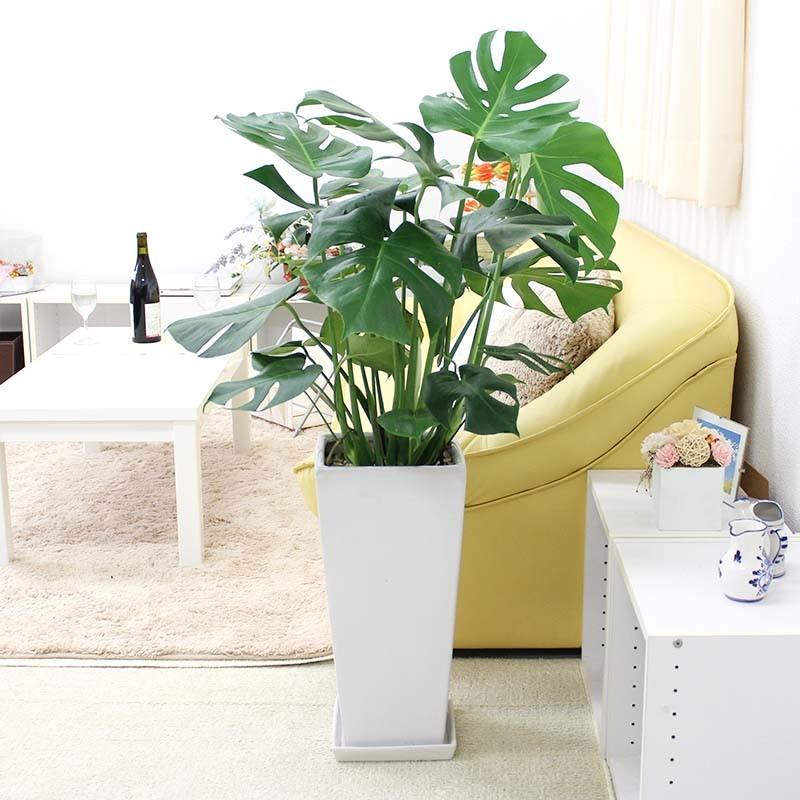 モンステラ 9号 ホワイトスクエア陶器鉢 Zタイプ＋陶器製のお皿