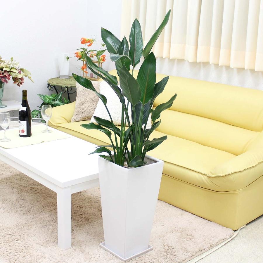 ブルーミングスケープ｜観葉植物 ストレリチア（ストレチア） レギネ 9