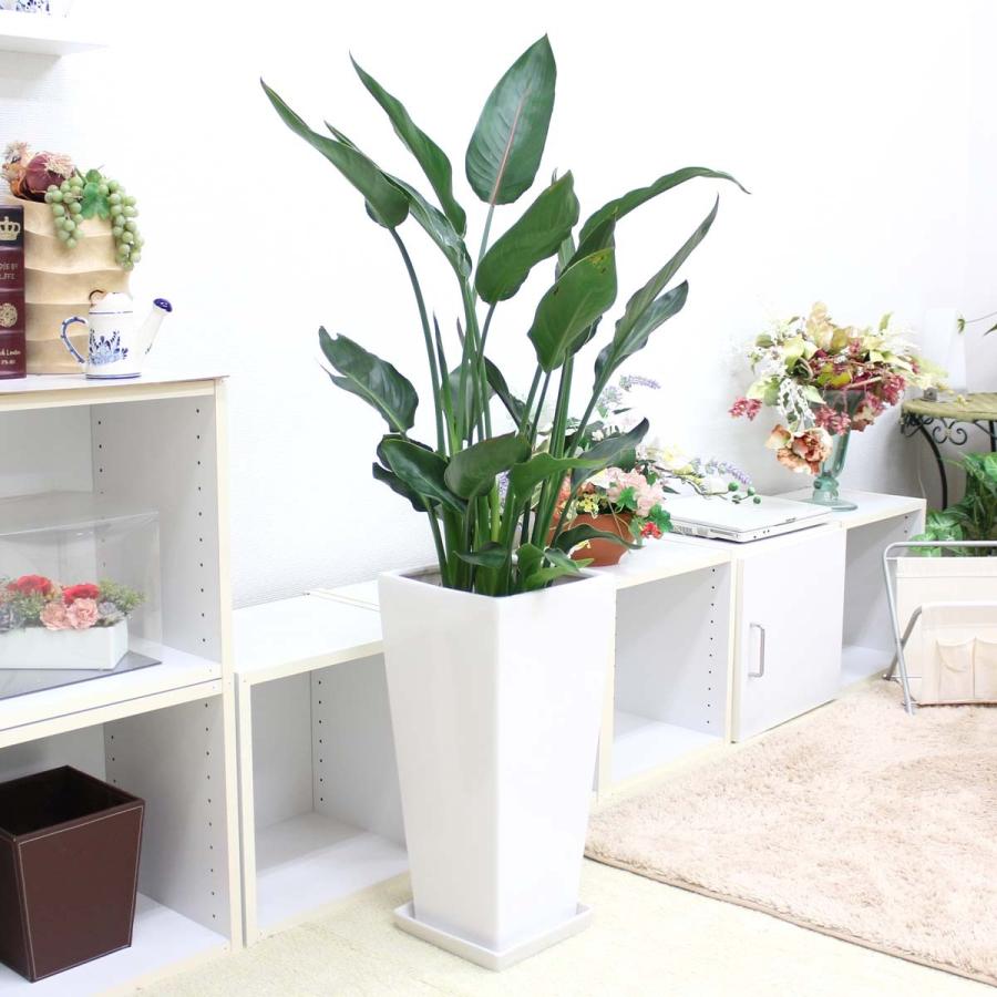 ブルーミングスケープ｜観葉植物 ストレリチア（ストレチア） レギネ 9