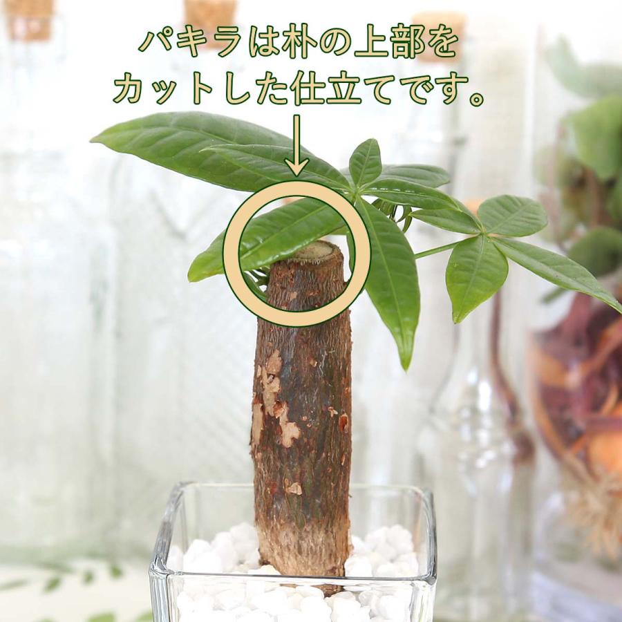 土を使わず清潔感あるスモールサイズ観葉植物 ホワイトプラスチック鉢＋水位計付き 2鉢セット｜水耕栽培 ハイドロカルチャー 送料無料｜bloom-s｜24