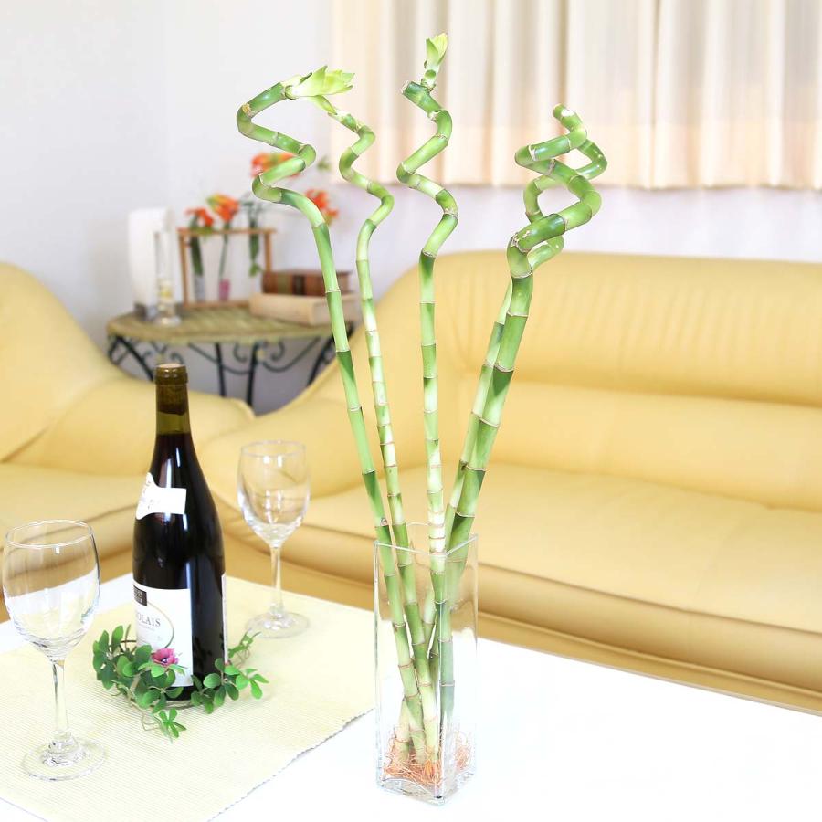 土を使わない観葉植物 開運竹 ミリオンバンブー （スパイラル 約50cm） 5本セット