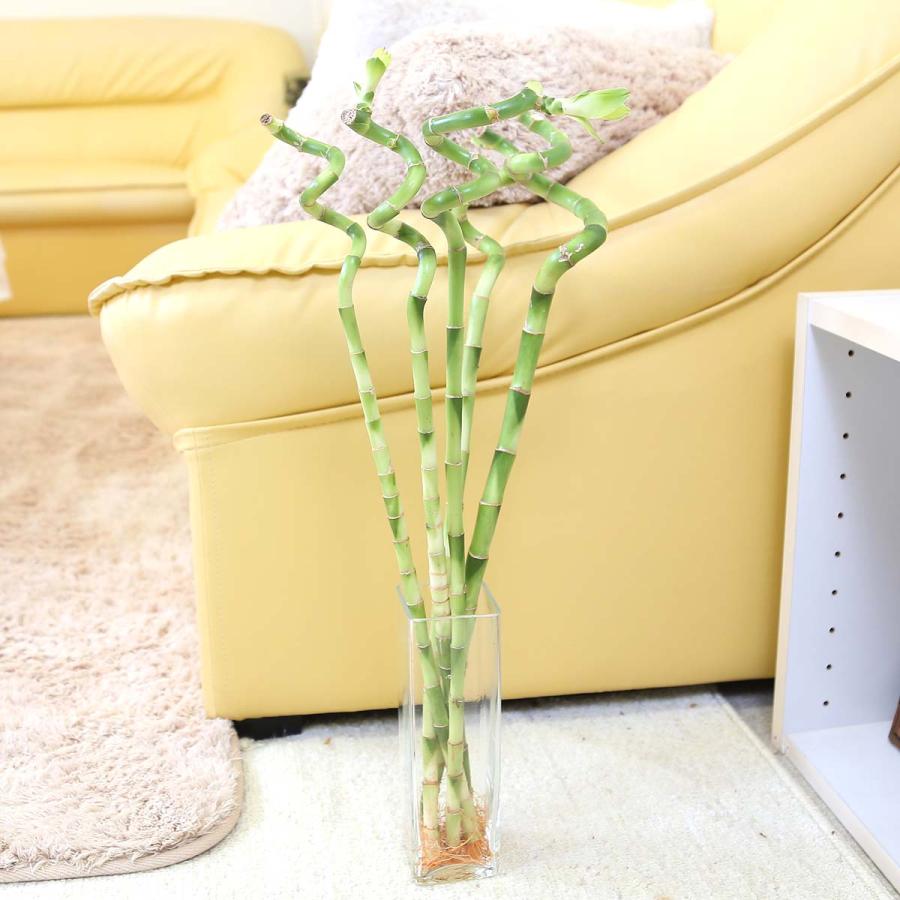 開運竹 ミリオンバンブー スパイラル 約50cm 5本セット Hy Million60 ブルーミングスケープ 通販 Yahoo ショッピング