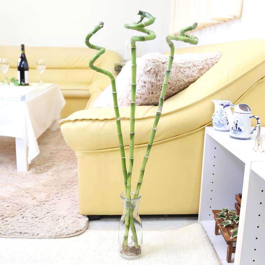 土を使わない観葉植物 開運竹 ミリオンバンブー （スパイラル 約70cm