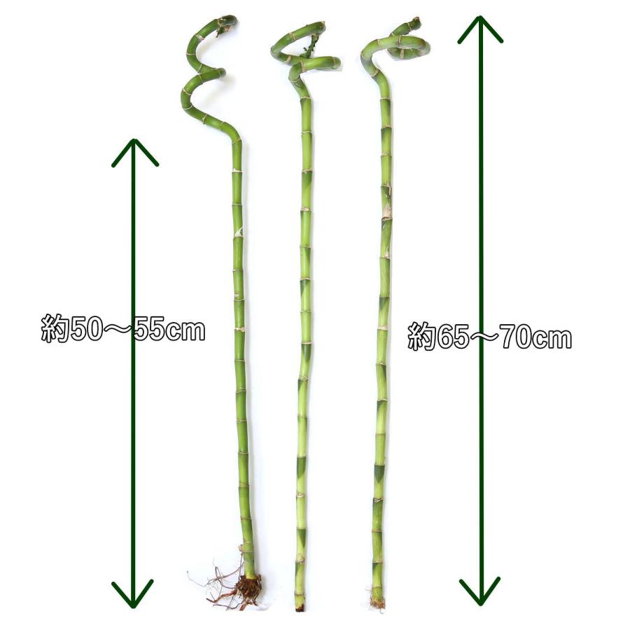 土を使わない観葉植物 開運竹 ミリオンバンブー （スパイラル 約70cm