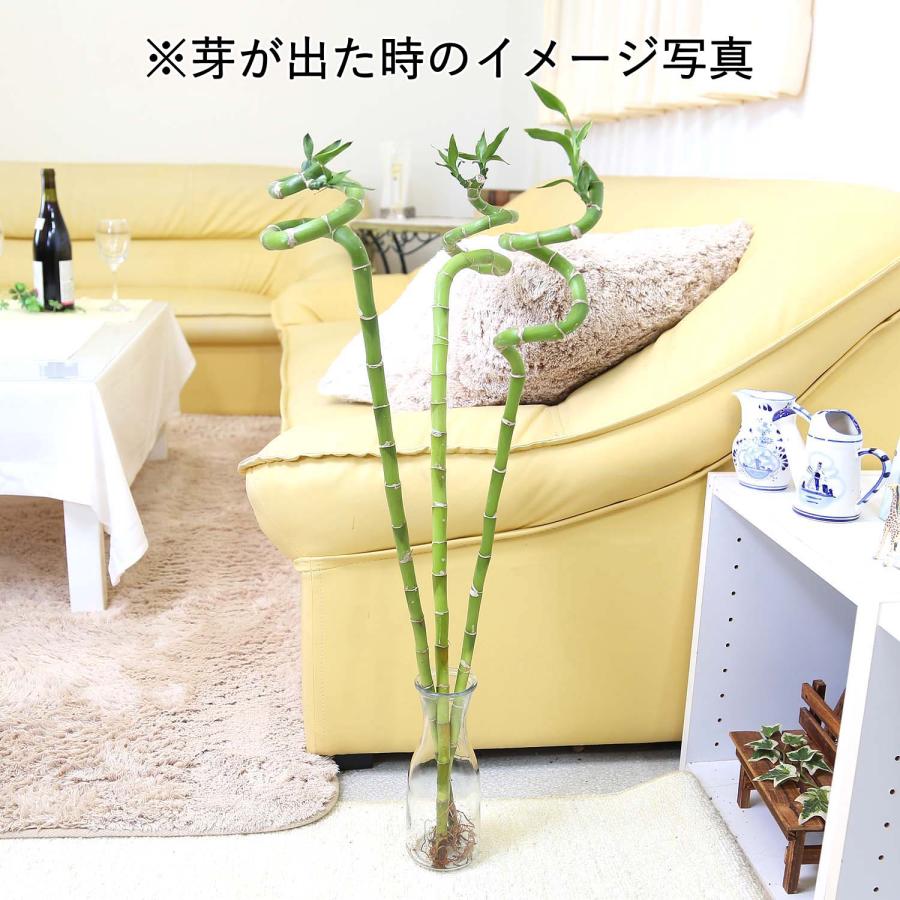 ミリオンバンブーご確認用 土を使わない観葉植物 開運竹 ミリオンバンブー （スパイラル 約70cm