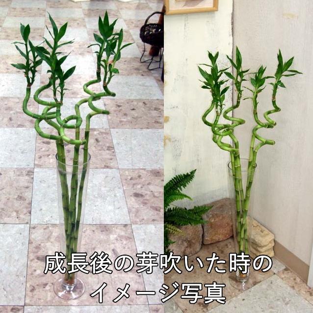 土を使わない観葉植物 開運竹 ミリオンバンブー （スパイラル 約70cm