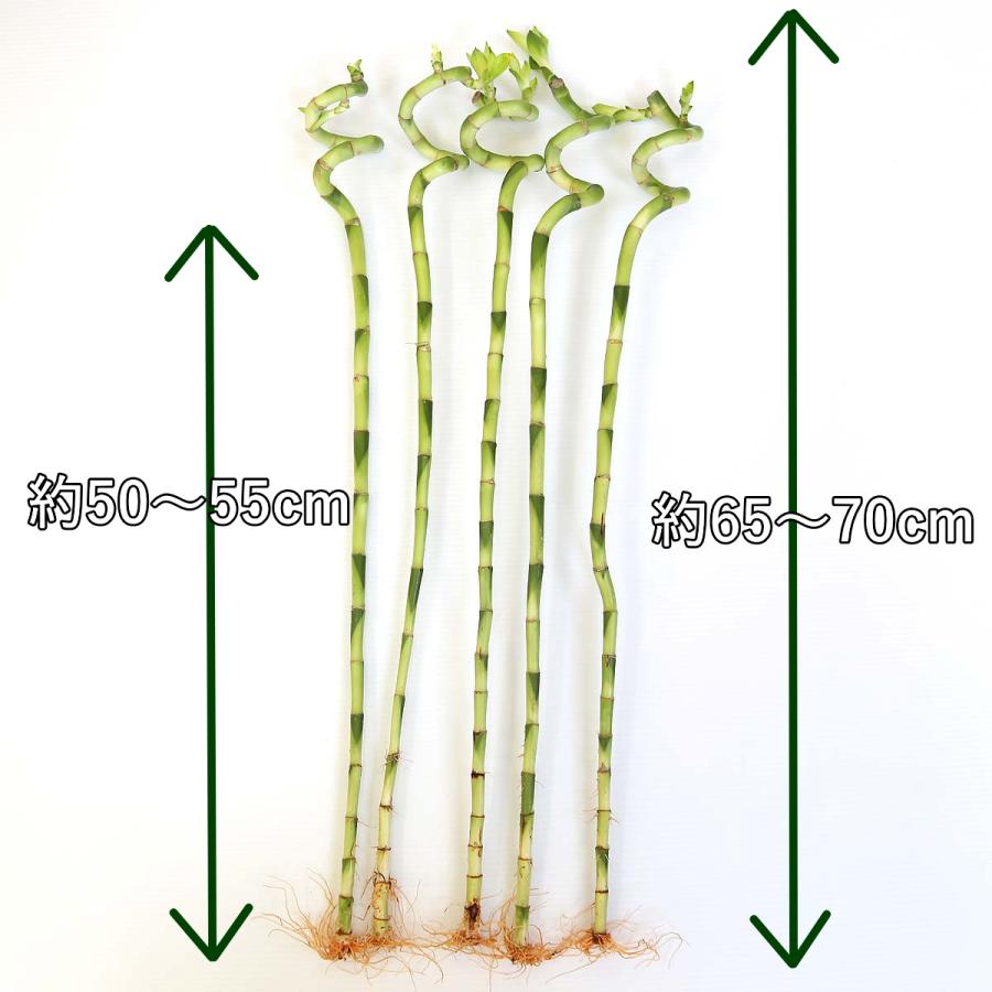 開運竹 ミリオンバンブー (スパイラル 約70cm)5本セット 開運竹 ミリオンバンブー (スパイラル 約70cm)5本セット