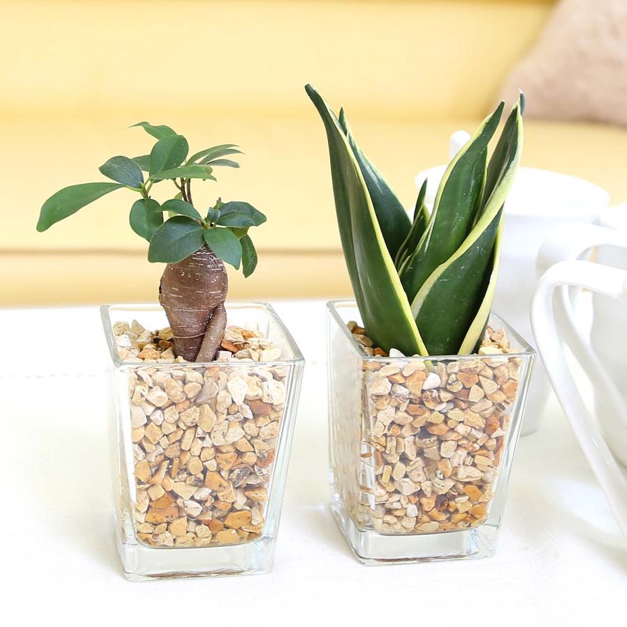 1468円 レビュー高評価の商品 土を使わず清潔感あるゼオライト植えのミニ観葉植物 サンスベリア ガジュマル 2鉢セット 送料無料 ハイドロカルチャー