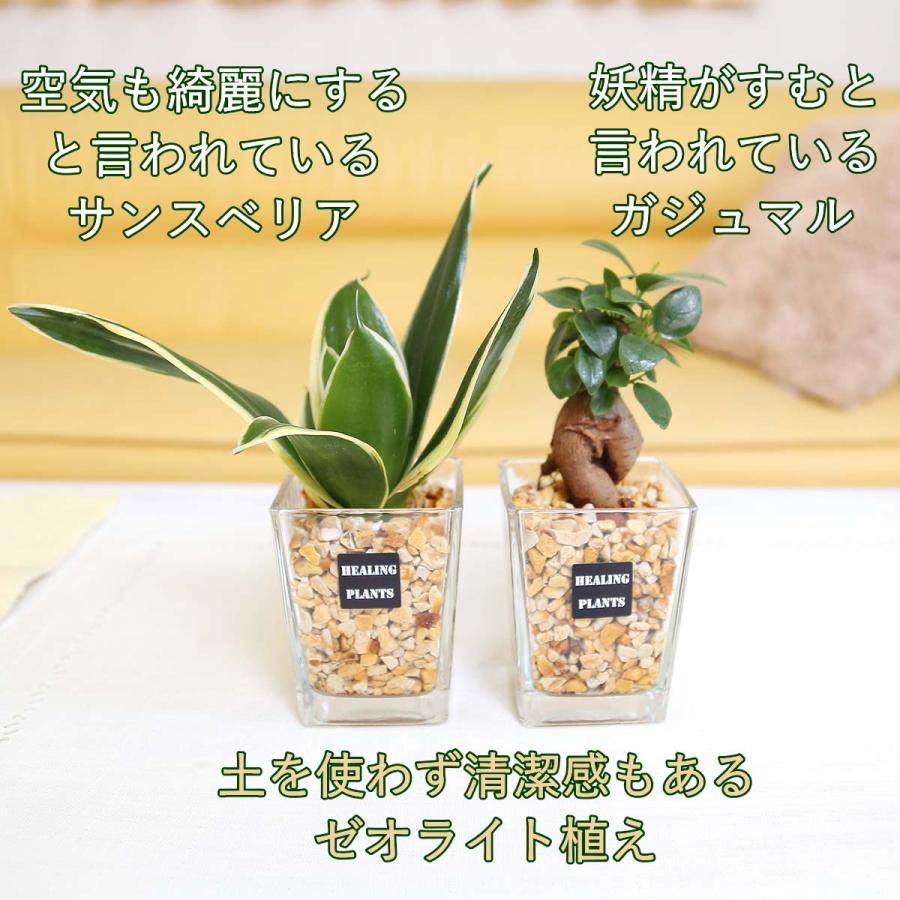 人気提案 土を使わず清潔感あるゼオライト植えのミニ観葉植物 サンスベリア ガジュマル 2鉢セット 送料無料 ハイドロカルチャー Wantannas Go Id